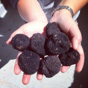 Trufa negra fresca (Tuber Melanosporum)